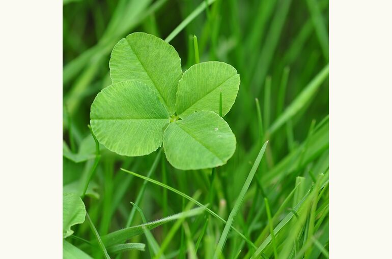 four-leaf-clover-711625_1280